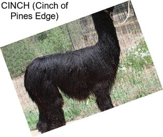 CINCH (Cinch of Pines Edge)