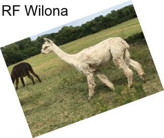 RF Wilona