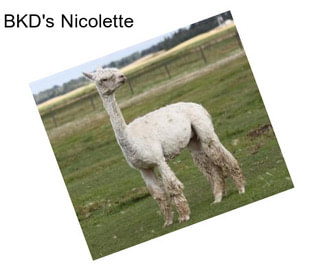 BKD\'s Nicolette