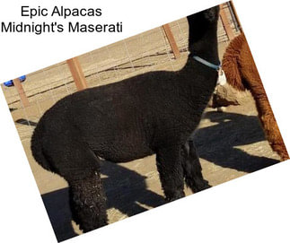 Epic Alpacas Midnight\'s Maserati