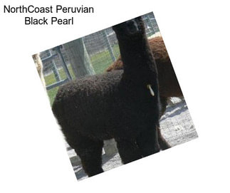 NorthCoast Peruvian Black Pearl