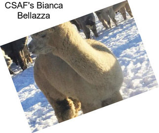 CSAF\'s Bianca Bellazza