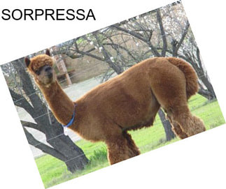 SORPRESSA