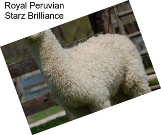 Royal Peruvian Starz Brilliance
