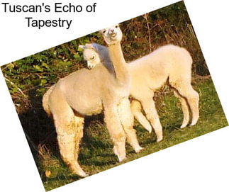 Tuscan\'s Echo of Tapestry