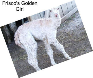 Frisco\'s Golden Girl