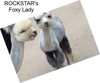 ROCKSTAR\'s Foxy Lady