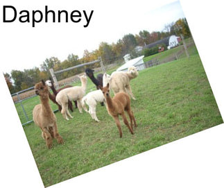 Daphney