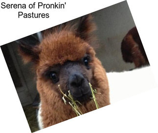 Serena of Pronkin\' Pastures