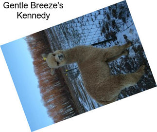 Gentle Breeze\'s Kennedy