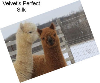 Velvet\'s Perfect Silk