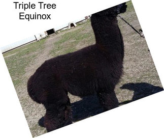 Triple Tree Equinox