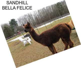 SANDHILL BELLA FELICE