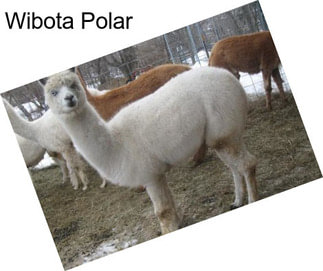 Wibota Polar