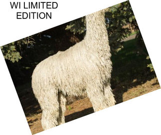 WI LIMITED EDITION