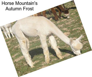 Horse Mountain\'s Autumn Frost