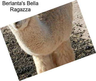 Berlanta\'s Bella Ragazza