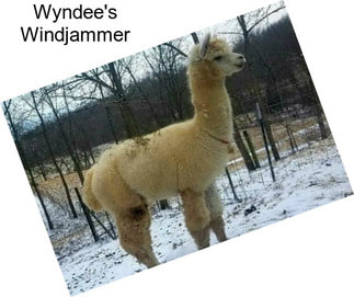 Wyndee\'s Windjammer