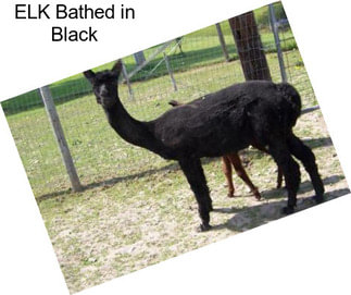 ELK Bathed in Black