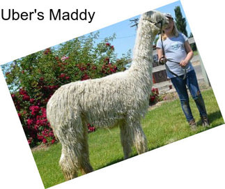 Uber\'s Maddy