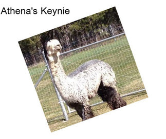 Athena\'s Keynie