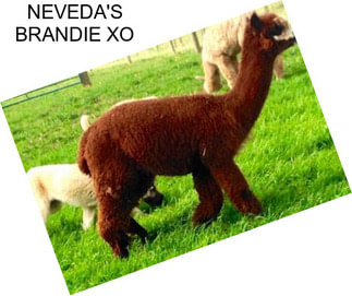 NEVEDA\'S BRANDIE XO