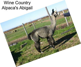 Wine Country Alpaca\'s Abigail