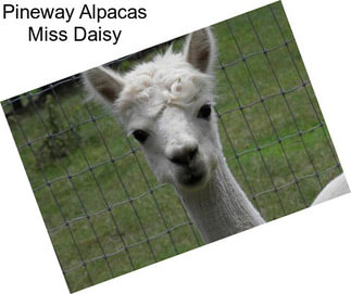 Pineway Alpacas Miss Daisy