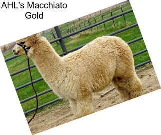 AHL\'s Macchiato Gold