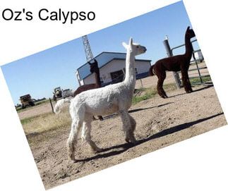 Oz\'s Calypso