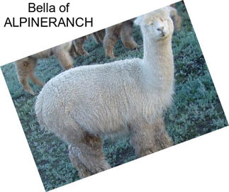 Bella of ALPINERANCH