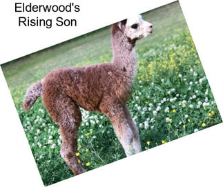 Elderwood\'s Rising Son