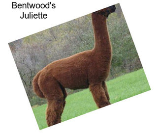 Bentwood\'s Juliette