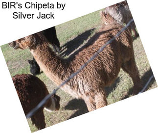 BIR\'s Chipeta by Silver Jack