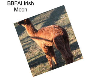 BBFAI Irish Moon