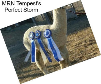 MRN Tempest\'s Perfect Storm