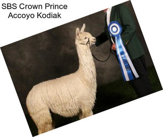 SBS Crown Prince Accoyo Kodiak