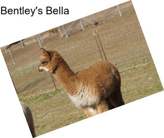 Bentley\'s Bella