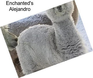 Enchanted\'s Alejandro