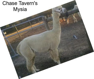 Chase Tavern\'s Mysia