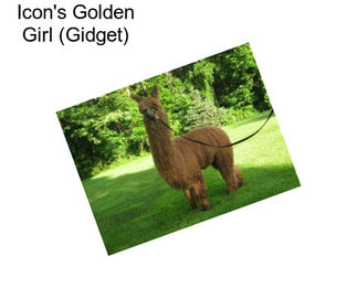 Icon\'s Golden Girl (Gidget)