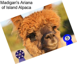 Madigan\'s Ariana of Island Alpaca