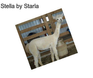 Stella by Starla