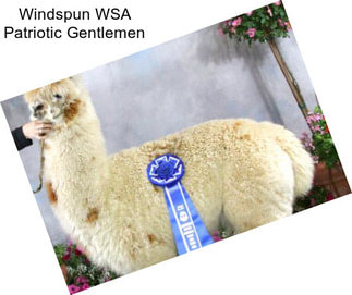 Windspun WSA Patriotic Gentlemen