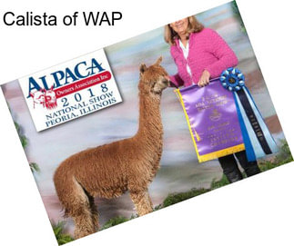 Calista of WAP