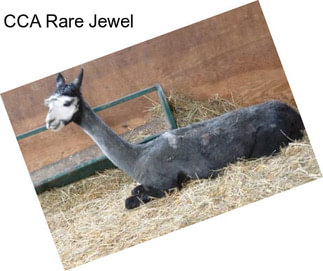 CCA Rare Jewel