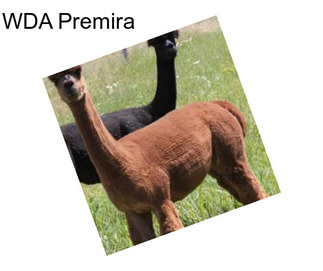 WDA Premira