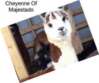 Cheyenne Of Majestado