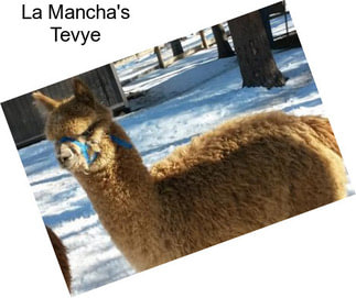 La Mancha\'s Tevye