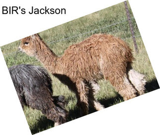 BIR\'s Jackson